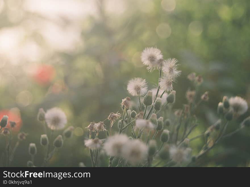 Dandelions in Close Up Photography