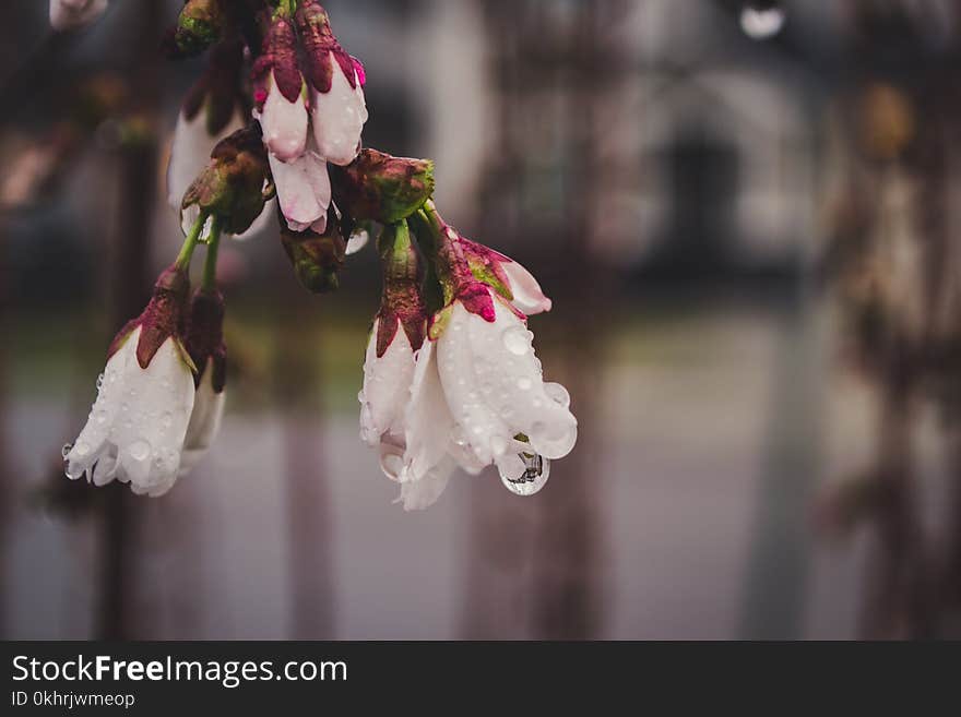 White Petaled Flowers Selective Focus Photography