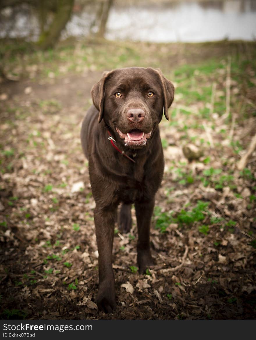 Labrador