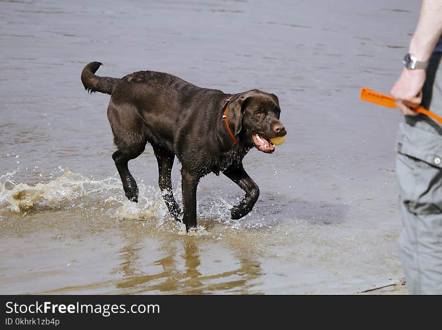 Black Labrador