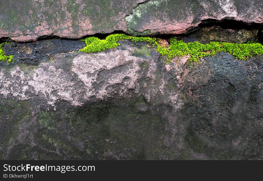 Freshness Green Moss Growing On The Moist Stone In The Rain Fore