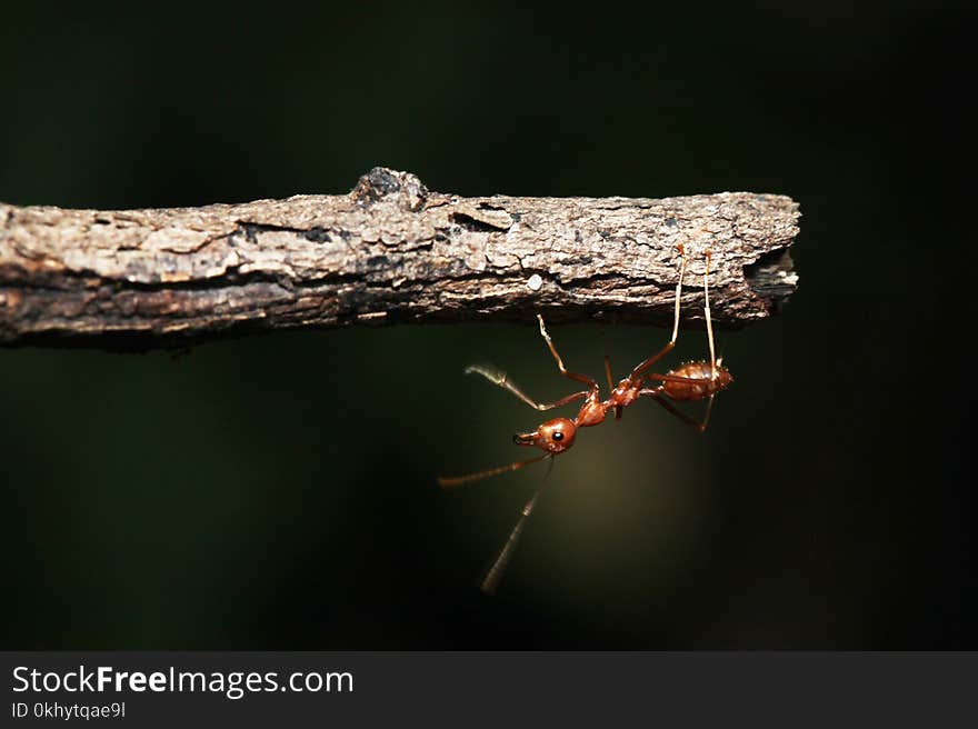 Red Ant On Branch