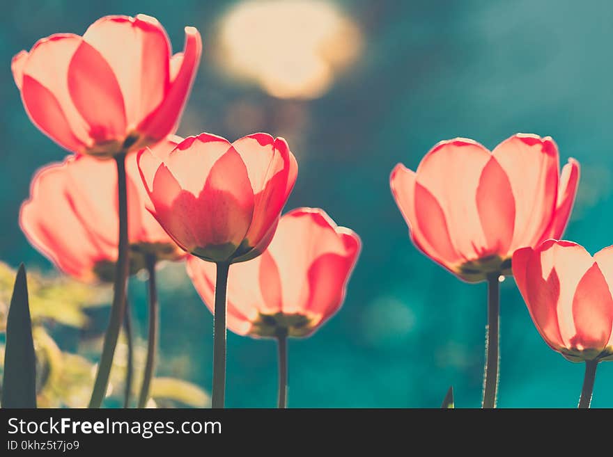 Beautiful tulips in the sunlight. Bright toned image with a dark turquoise background.