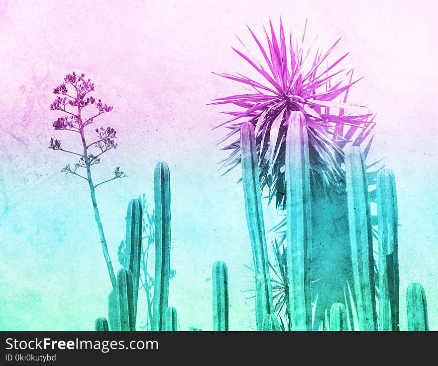 Green cactuses photograph and color gradient