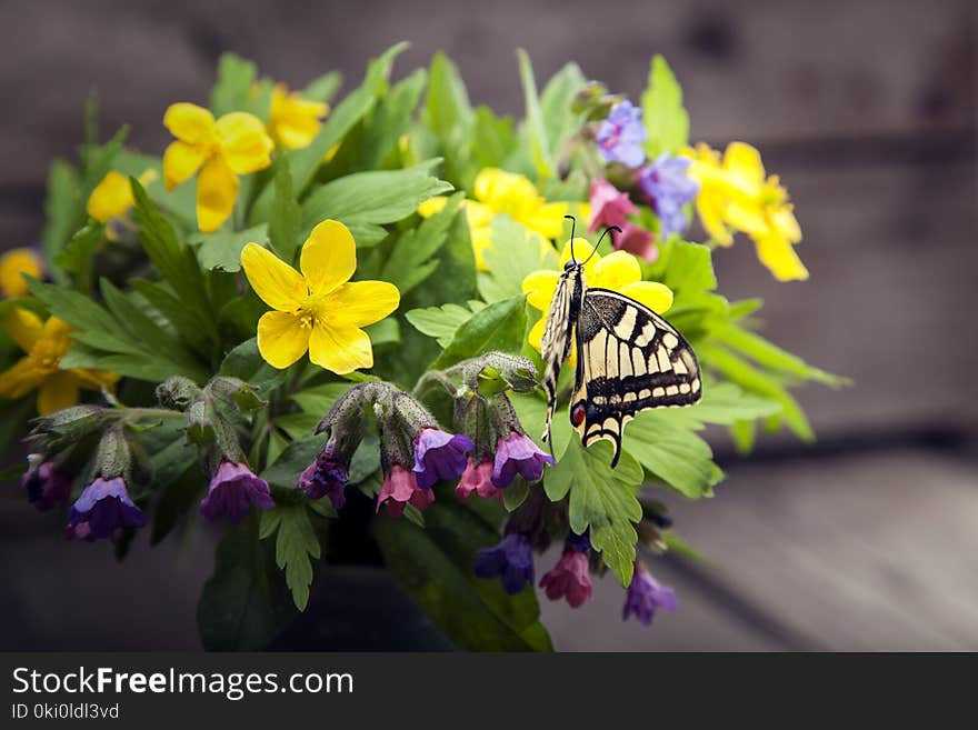 Butterfly And Bouquet Of Field Wild Flowers In A Vase On Old Boa