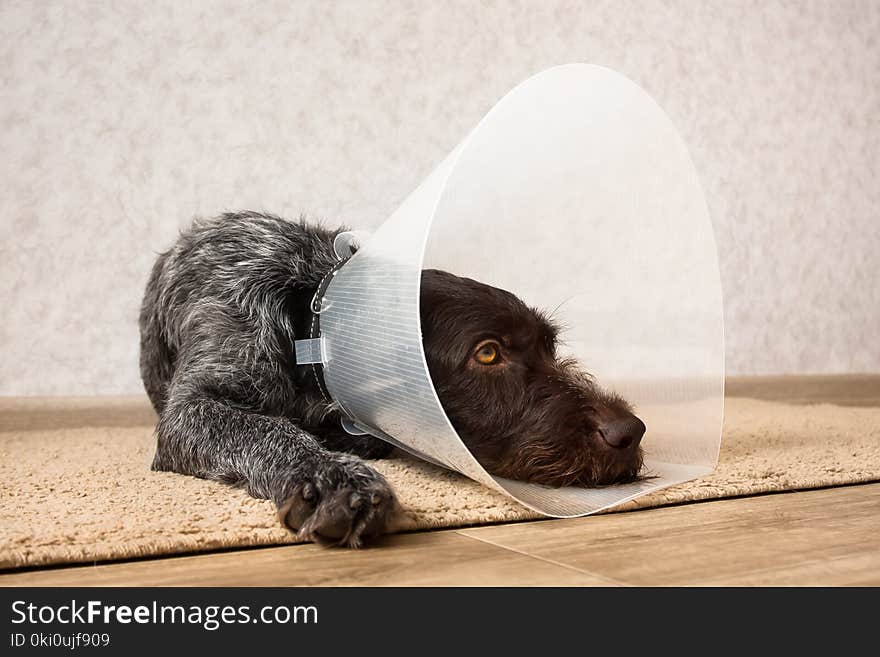 Dog With Protective Elizabethan Collar