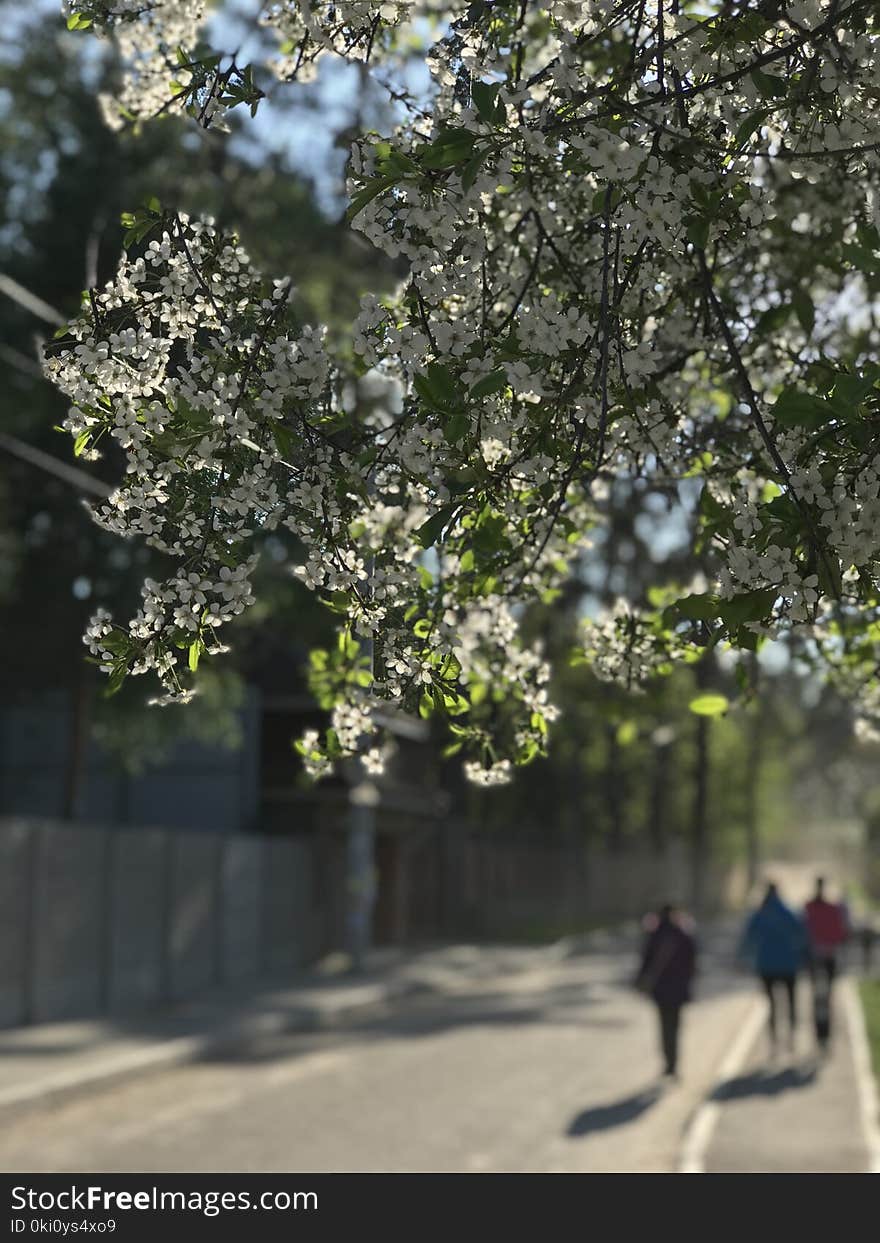 Friends walk down the street under spring blossoms in Irpin or Irpen - Kyiv - Ukraine