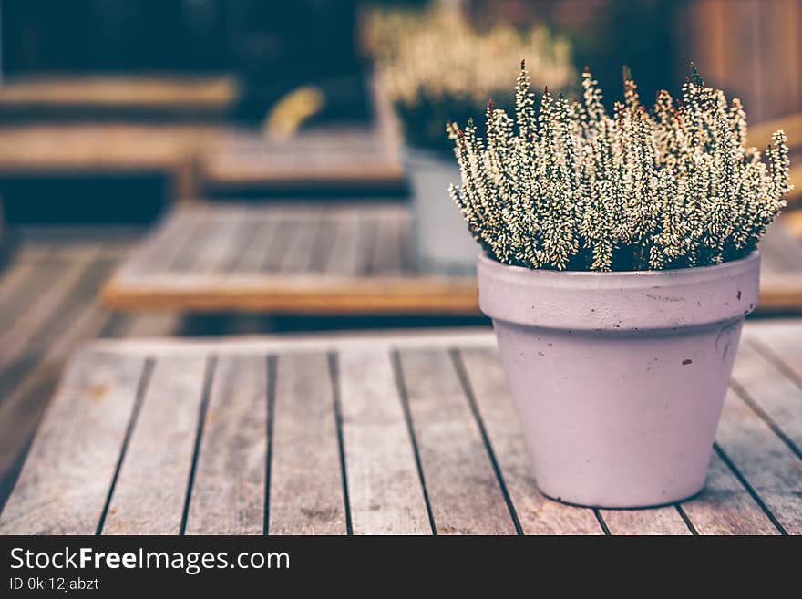 Potted White Heather Flowers Outdoors