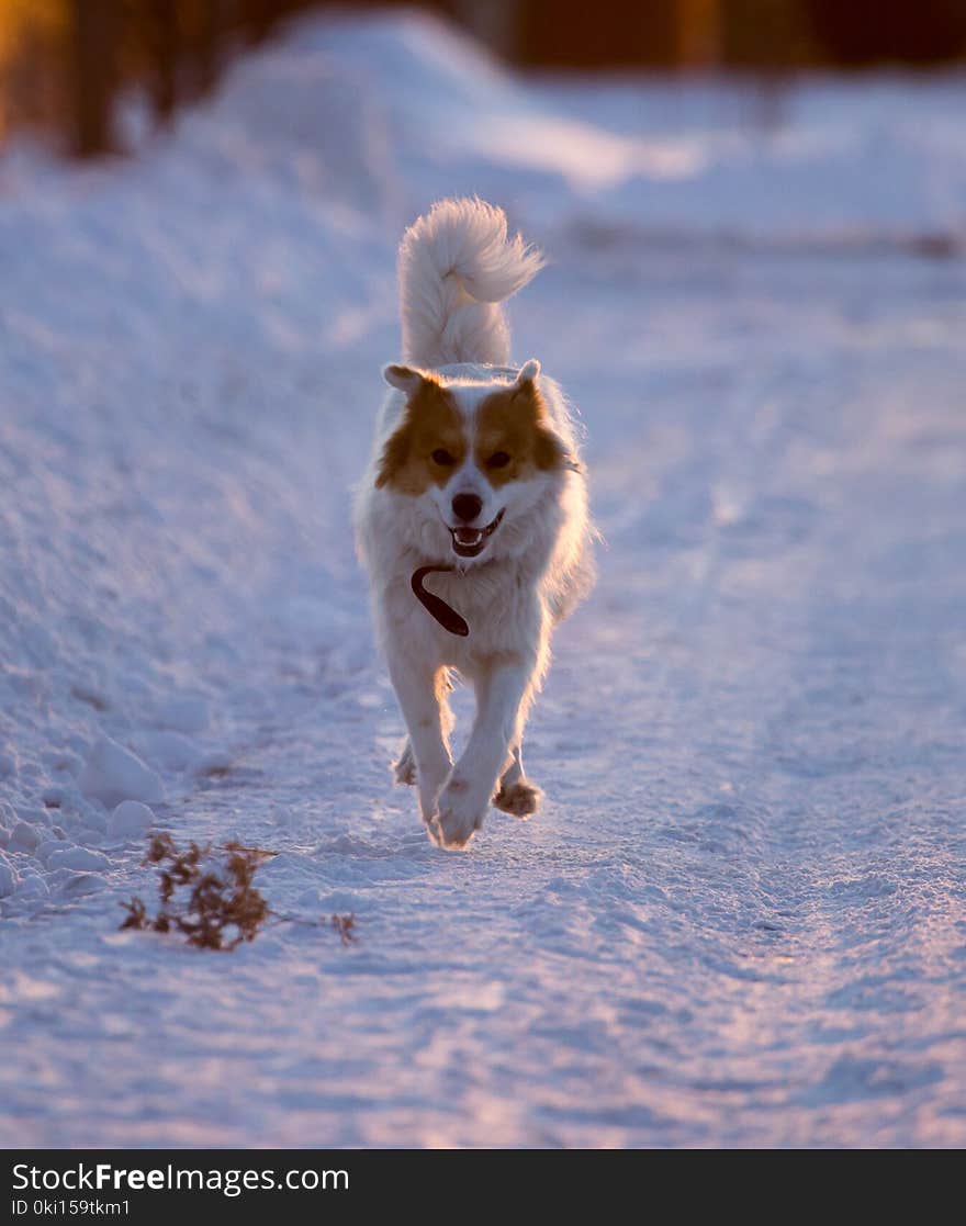 A dog in the rays of a sunset in the snow .