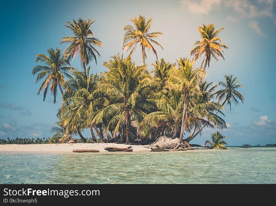 Tropical island - palm tree, beach and ocean