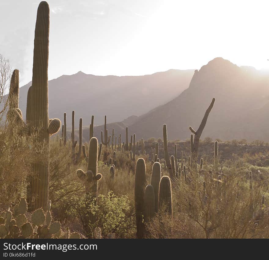 Sunrise in the Sonoran Desert with a hillside of saguaro cacti and a mountain range in the background. Sunrise in the Sonoran Desert with a hillside of saguaro cacti and a mountain range in the background