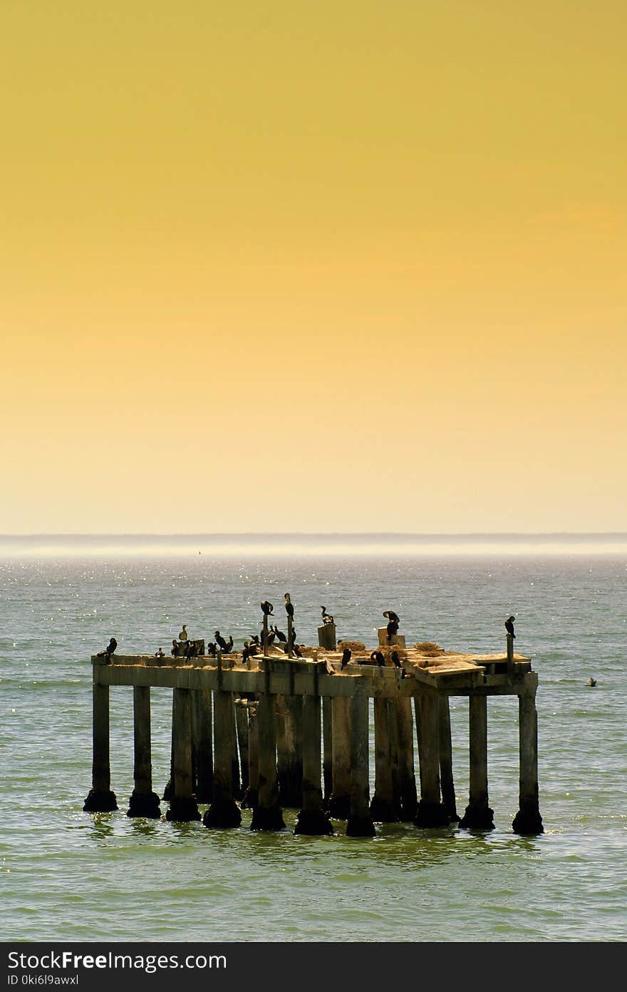 Birds on Brown Wooden Dock