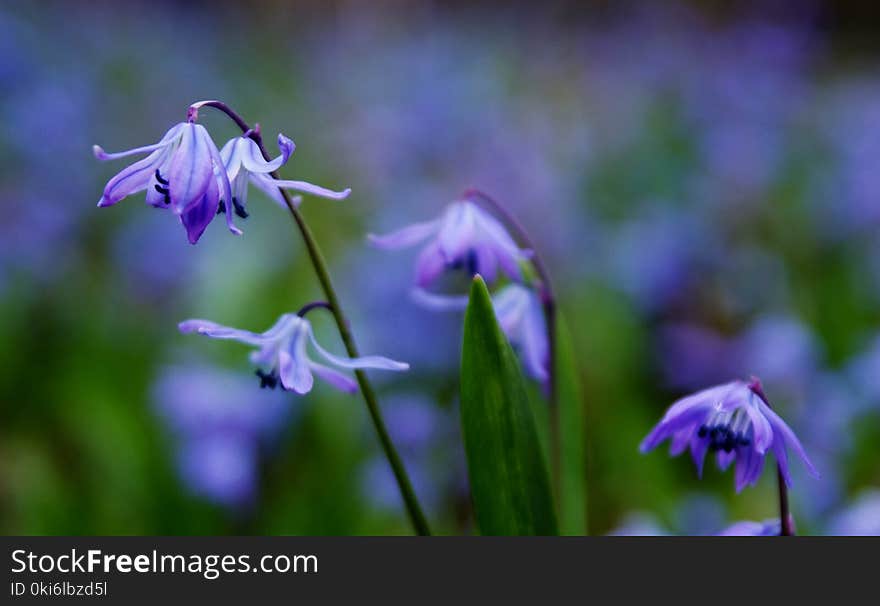 Photo of Purple Petaled Flower