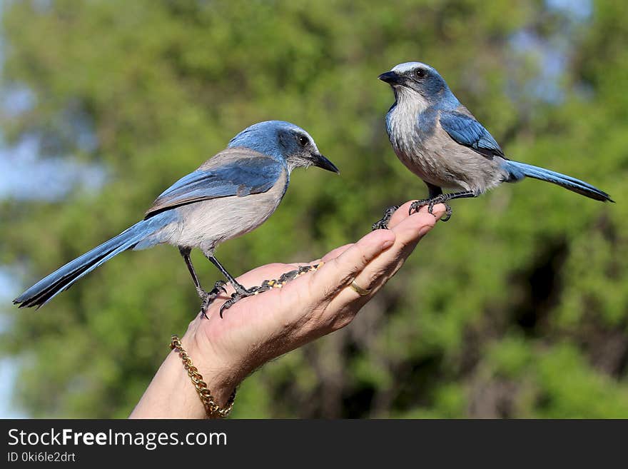 Person Holding Two Blue Blue Jay Birds