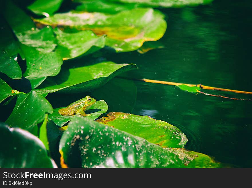 Photo of frog on Aquatic Plant