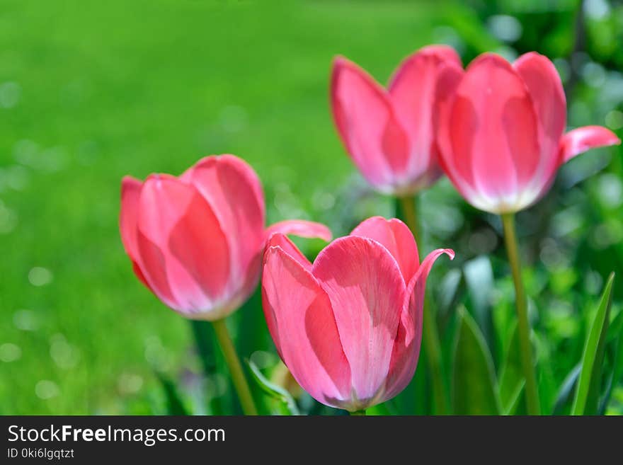 Focus Photography Pink Tulips