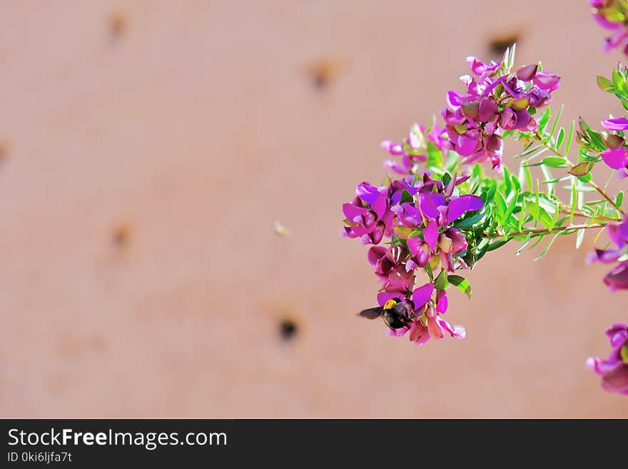 Focus Photography of Pink Petaled Flowers