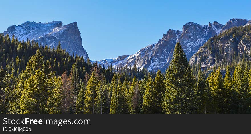 Green Tall Trees Near Mountains