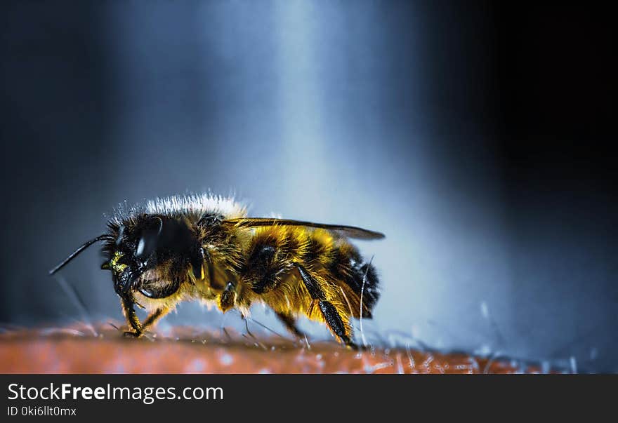 Yellow and Black Bee in Macro Photography