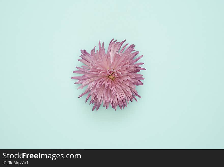 Pink Petaled Flower on light blue Surface