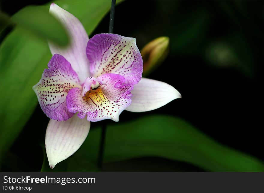 White and Purple Flower