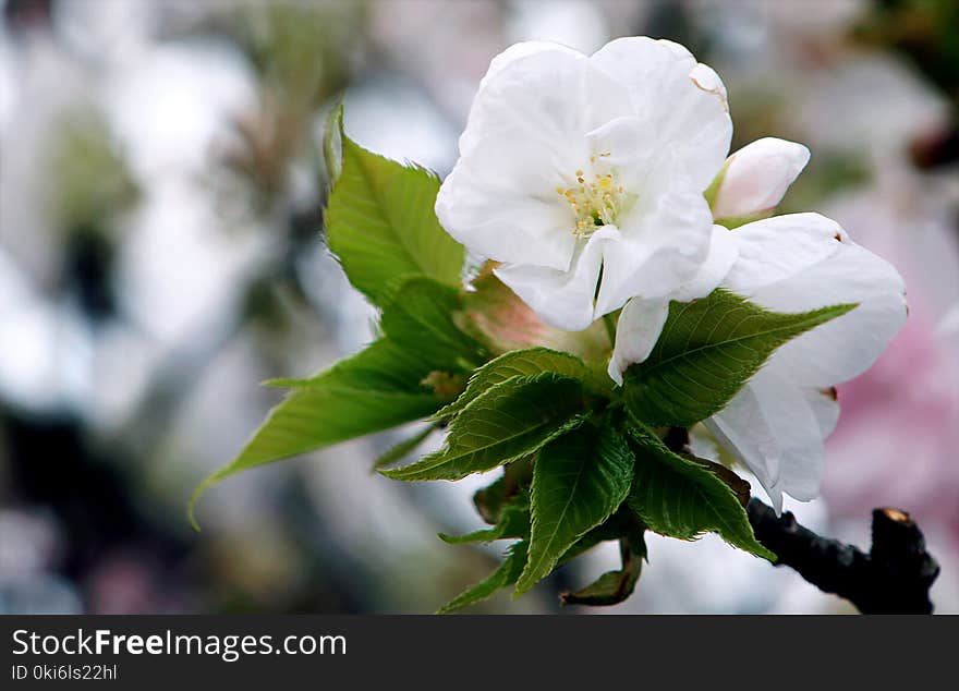 White Flowers