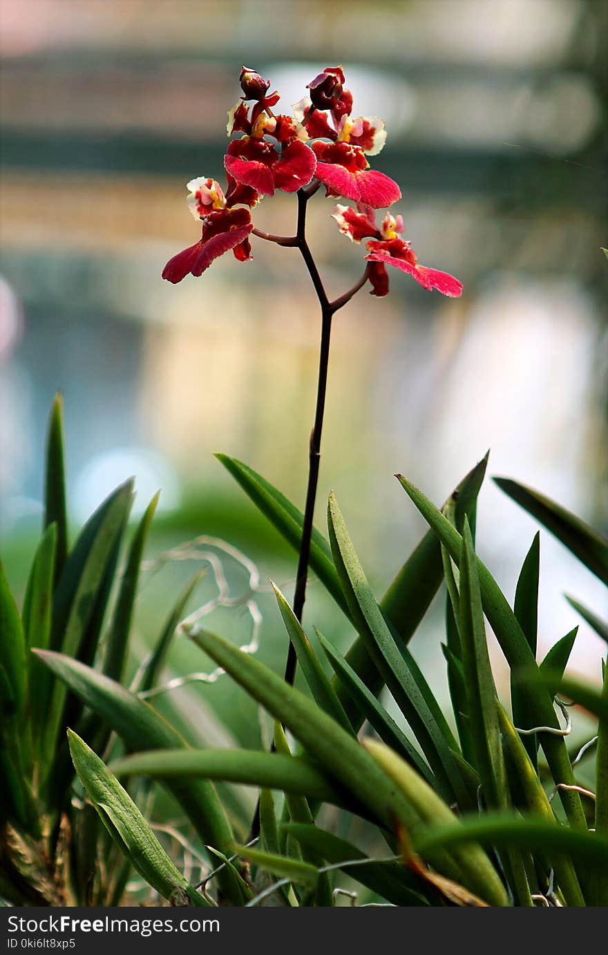 Red Petaled Flower