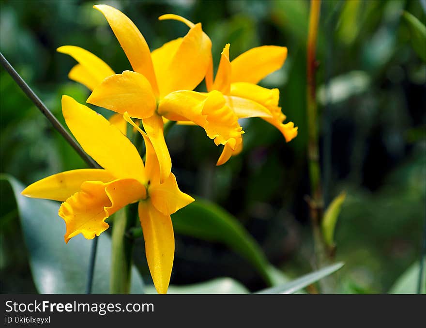 Yellow Orchids in Closeup Photo