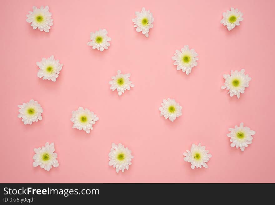 White and Yellow Flower on Pink Wall