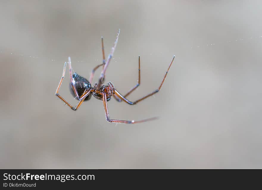 Closeup Photography of Black and Brown Spider