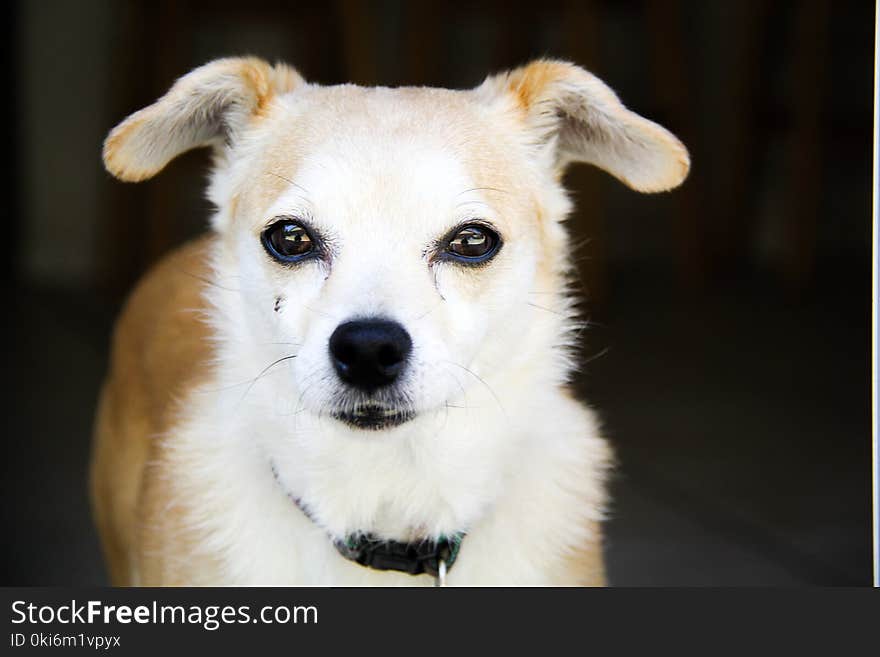 Adult White and Tan Chihuahua