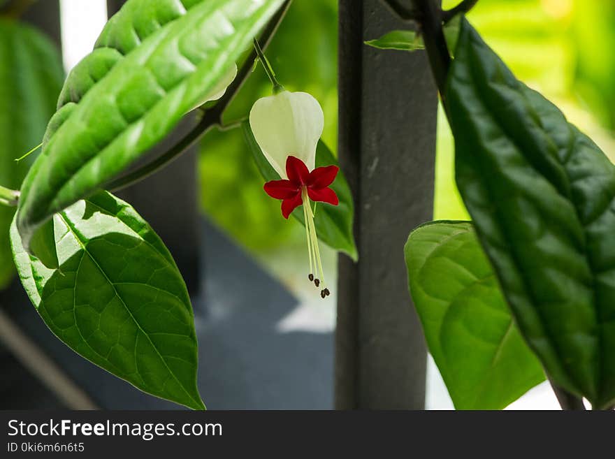 White and Red Bleeding Heart