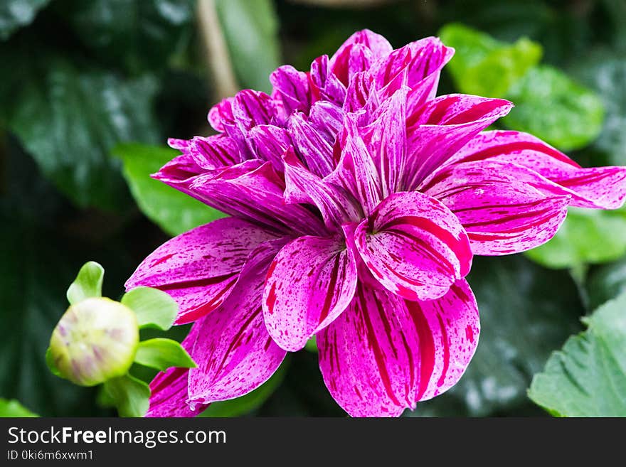 Selective Focus Photography of Pink Dahlia Flower