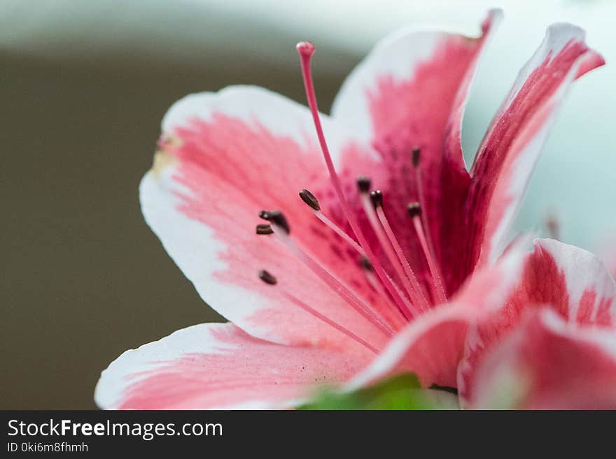 Pink Petaled Flower Selective Focus Photography