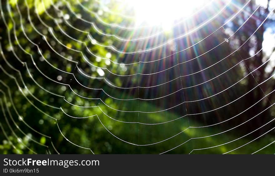 Spider Web in Closeup Photo