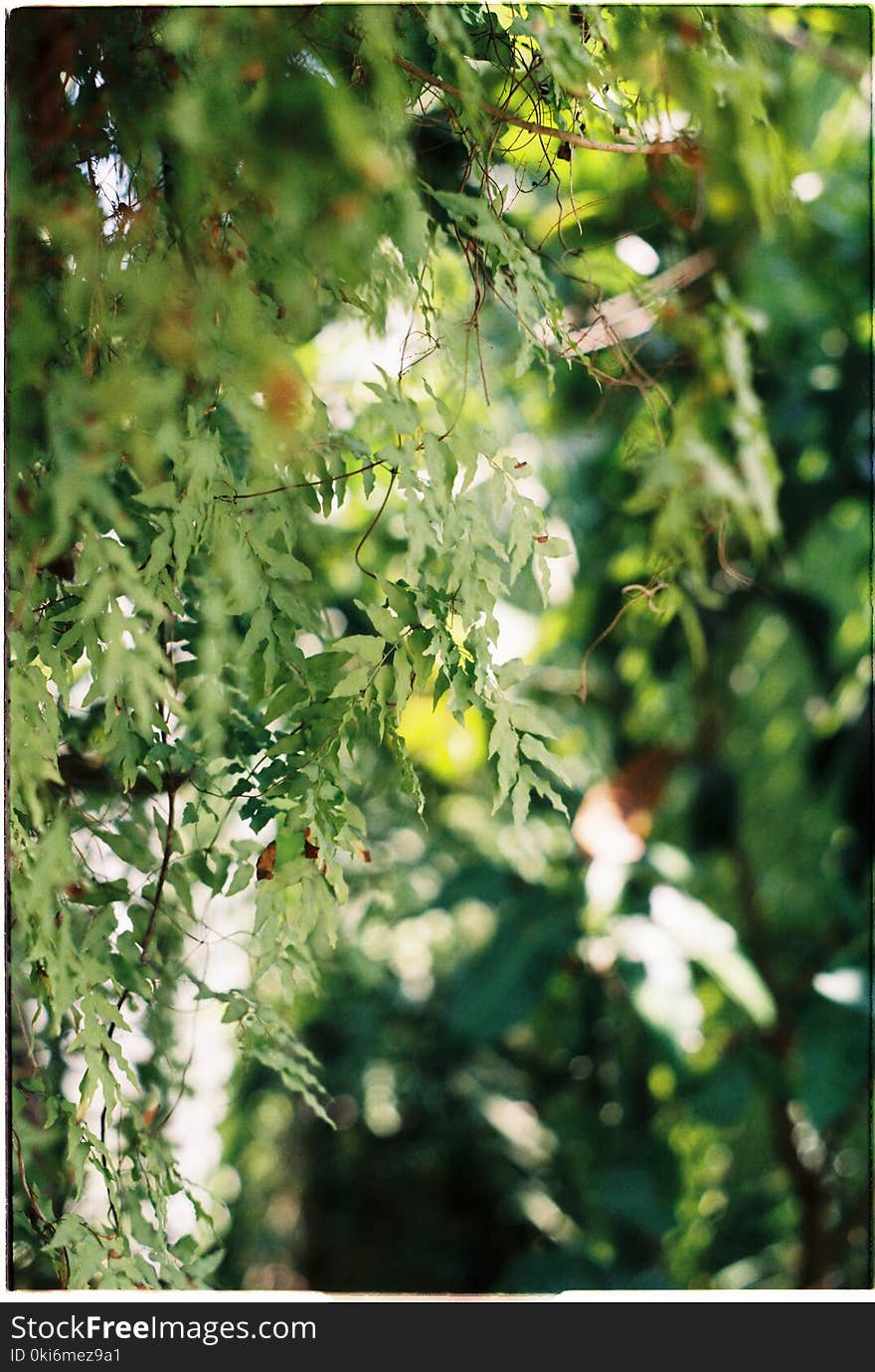 Green Leaves Plants