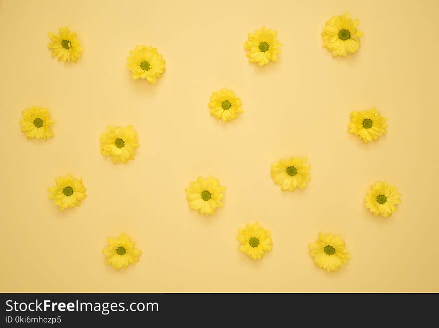 Yellow Daisies Laid on Yellow Surface