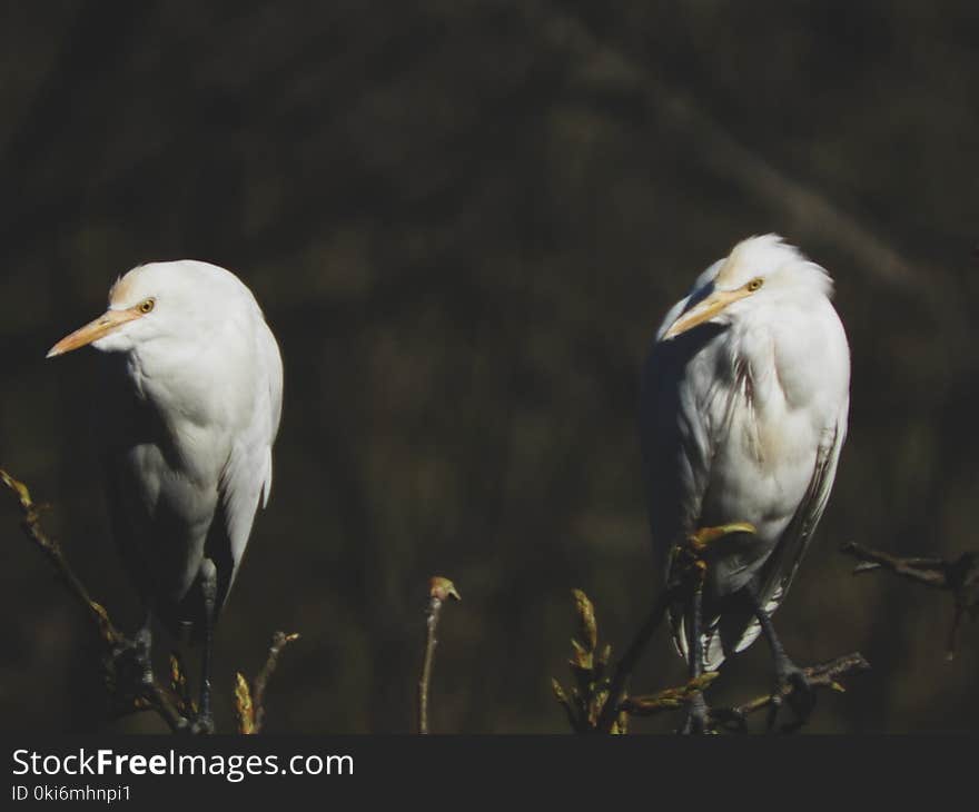 Two White Birds