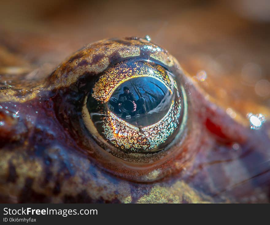 Closeup Photo of Frog Eye