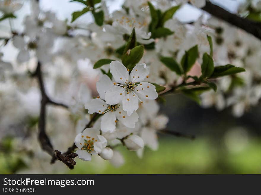 Selective Focus Photography of White Petaled Flowers