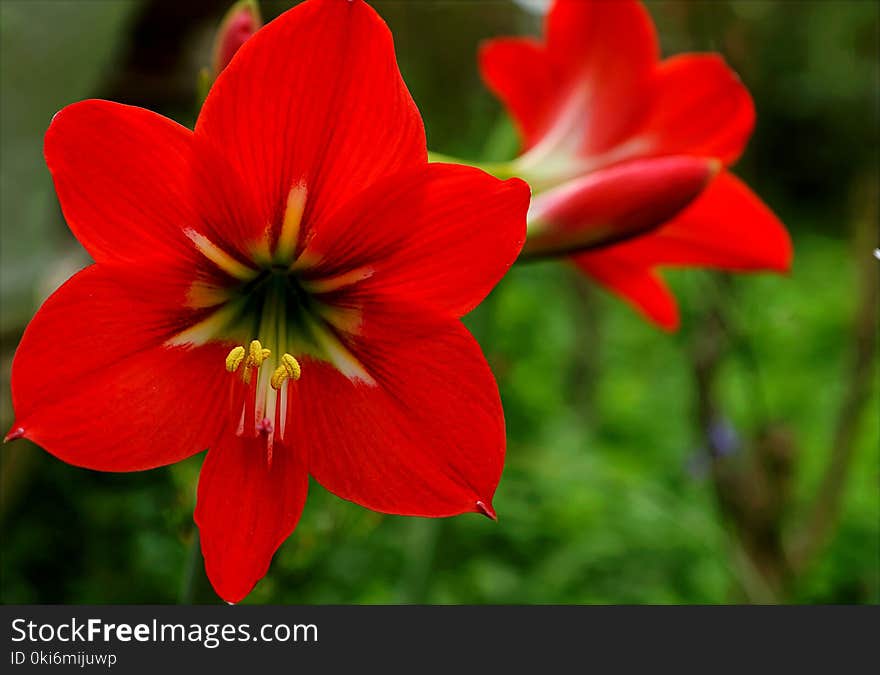 Red Flowers