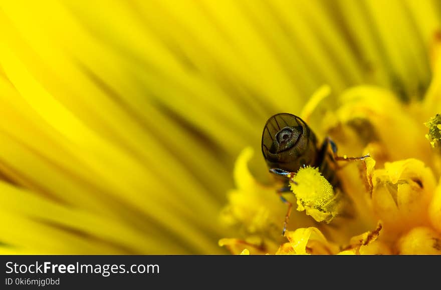 Macro Photo of Bee on Yellow Daisy