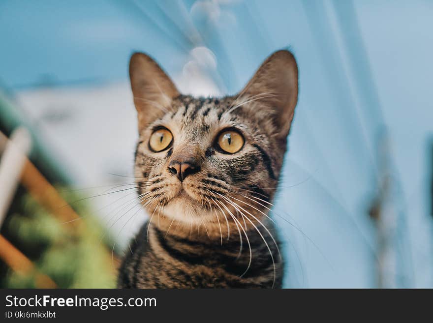 Gray Tabby Cat