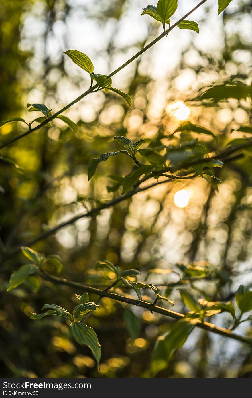 Close Up Photo of Green Leaves