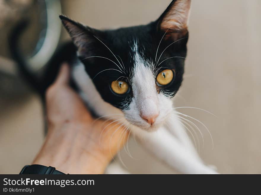 Black and White Tabby Cat