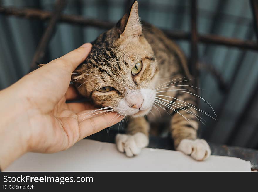 Brown Tabby Cat