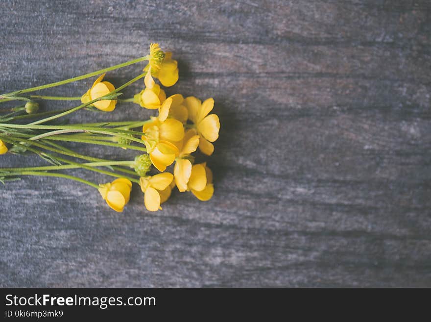 California Poppy Flowers