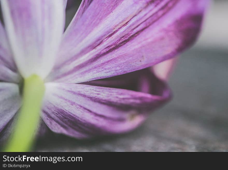 Shallow Photography of Purple Petaled Flower