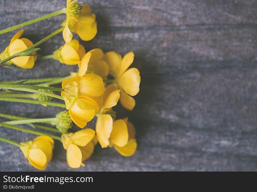 Yellow Petaled Flowers