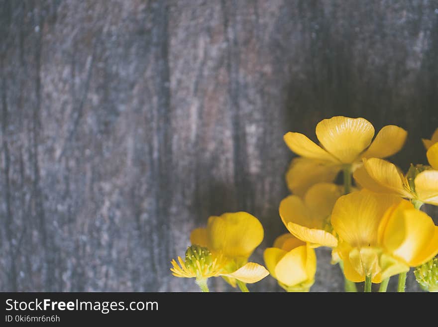 Closeup Photo of Yellow Petaled Flowers